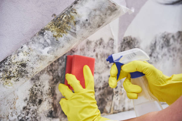 Why You Should Choose Our Mold Remediation Services in Atoka, OK